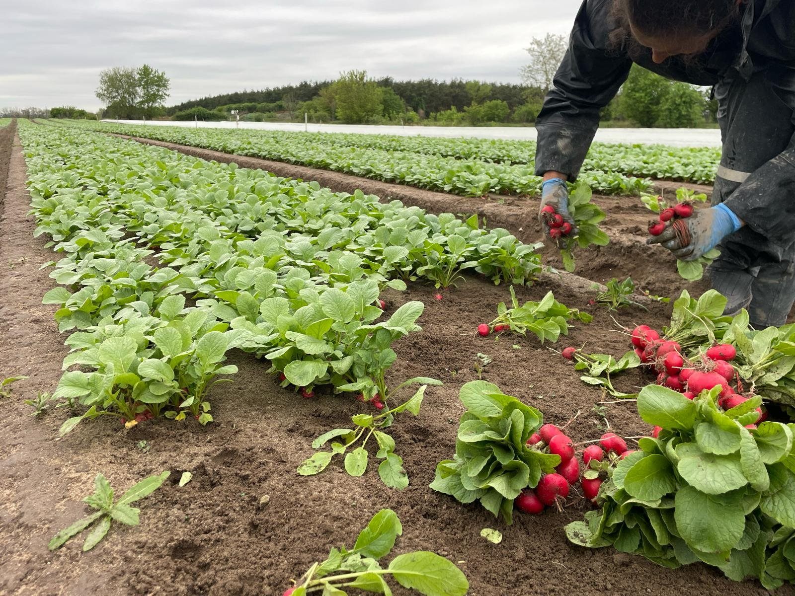 Sklizeň ředkviček